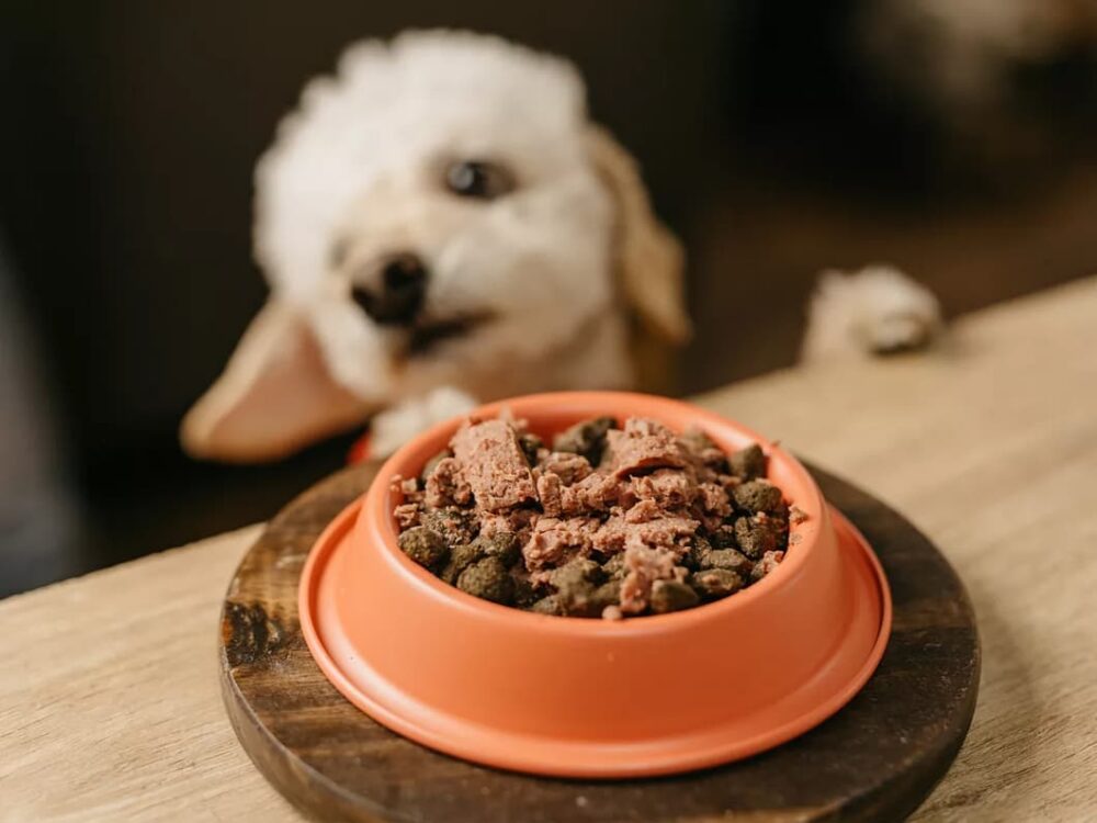 alimento natural para perros